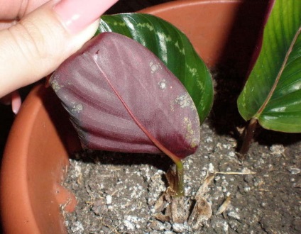 Calathea - otthoni gondozást