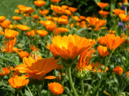 Proprietăți medicinale de calendula - beneficii de calendula ed.