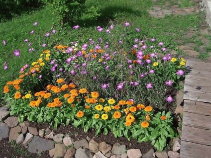 Calendula - növekvő magvak, kertészeti világ