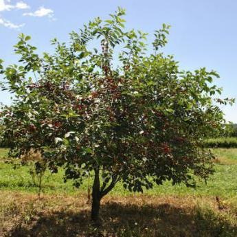 Törpe Cherry leírás fotókkal