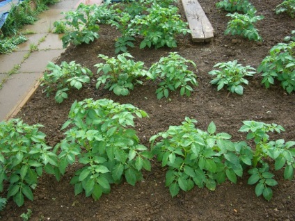 Cartofi biklad - îngrășământ organic