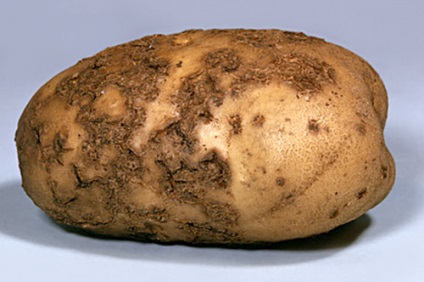 Cartofi infectați cu cancer - pot fi mâncați, se amestecă