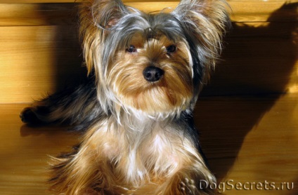 A kasztrálás York (Yorkshire terrier), és ellen, a hatás a műtét után, véleménye