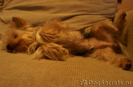 A kasztrálás York (Yorkshire terrier), és ellen, a hatás a műtét után, véleménye