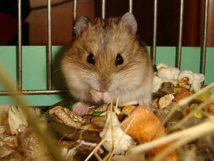 De ce un vis de hamster despre o femeie, un bărbat (mic, alb, mort) în brațele lui, într-o cușcă, vezi într-un vis