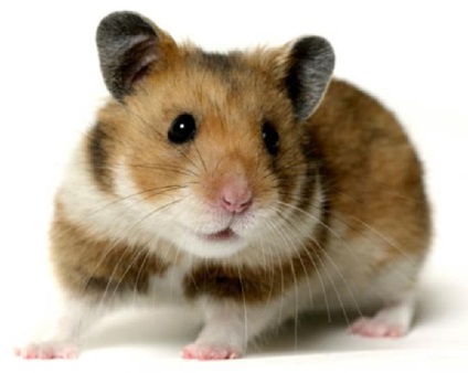 De ce un vis de hamster despre o femeie, un bărbat (mic, alb, mort) în brațele lui, într-o cușcă, vezi într-un vis