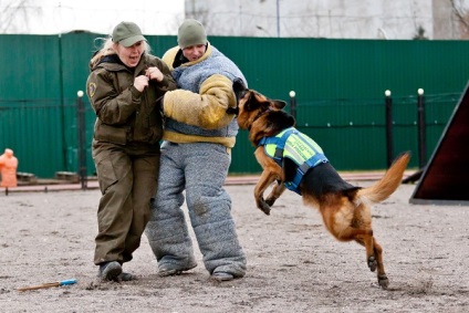 Pregătirea câinilor, servicii de securitate în selyatino, regiunea Moscovei, centrul de chilă