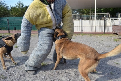 Pregătirea câinilor, servicii de securitate în selyatino, regiunea Moscovei, centrul de chilă