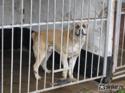 Dog kennel - vörös csillag - az kiterjedésű a Szovjetunió