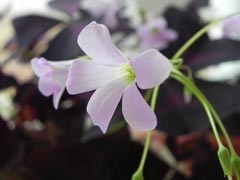 Oxalis vagy orpin