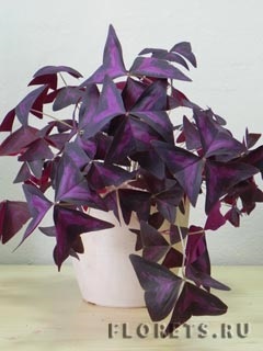 Oxalis vagy orpin