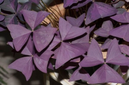 Sint de îngrijire violet cameră la domiciliu, reproducere, boală, fotografie