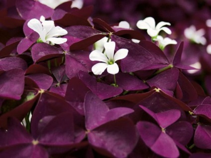 Sint de îngrijire violet cameră la domiciliu, reproducere, boală, fotografie