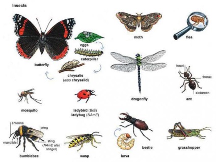 Exemple de insecte clasificate, tipuri, caracteristici