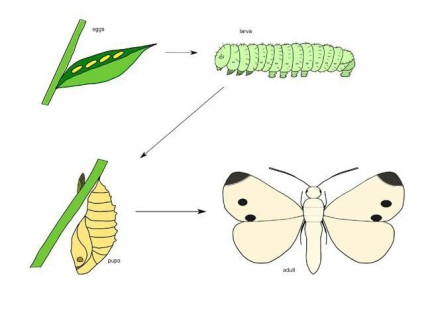 Exemple de insecte clasificate, tipuri, caracteristici