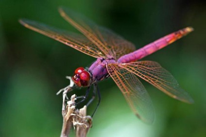 Exemple de insecte clasificate, tipuri, caracteristici