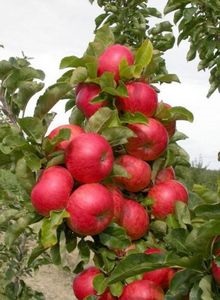 Colțuri în formă de mere și pere cresc cele mai bune soiuri - idei de grădină și experiența de grădinari