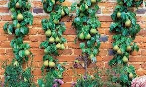 Coloane în formă de mere și pere, cultivare