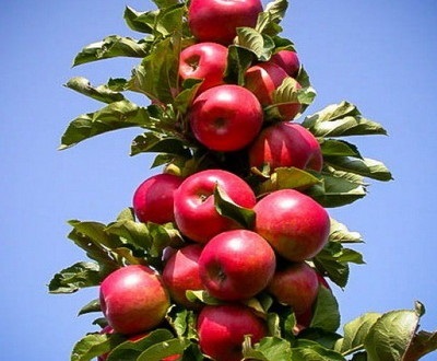 Coloane în formă de mere și pere, cultivare