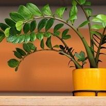 Plante interioare - simple și complexe