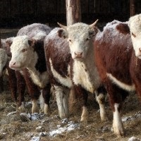 Alimentarea și întreținerea taurilor de reproducție
