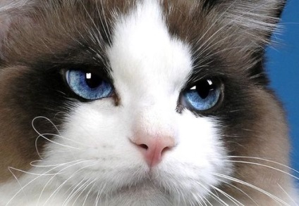 Ragdoll macska, mennyibe kerül, ár, fotó és videó véleménye a tulajdonosok