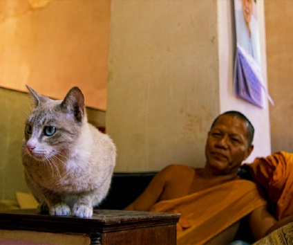 Cat este un animal sacru în Thailanda