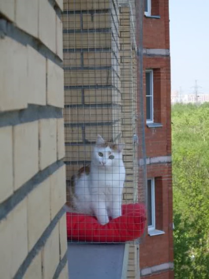 Pisici și ferestre - Maine Coon cattery - volgaland