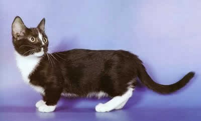 Világ Macskák, macskák enciklopédia Munchkin