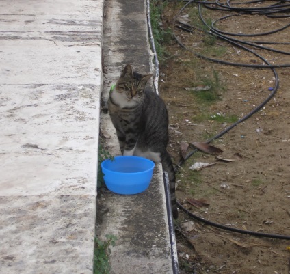 Pisicile din Creta - note despre călătorii independente