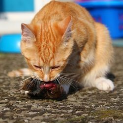 Cat mentor, un basm despre o pisica viclean - totul despre pisici si pisici cu dragoste