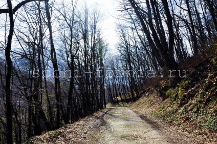 Polea roșie, esto-grădina este locul unde și ce este diferența dintre ele