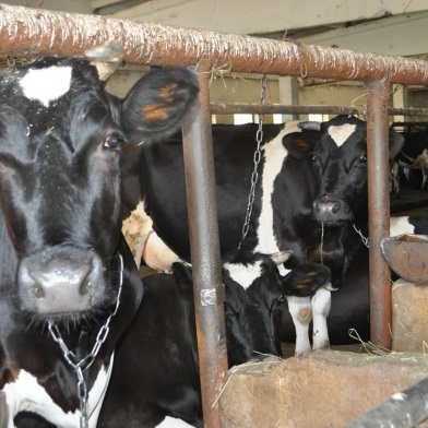 Agricultura țărănească a bovinelor uscate - fermierilor și fermierilor din magazinul online e-gourmet