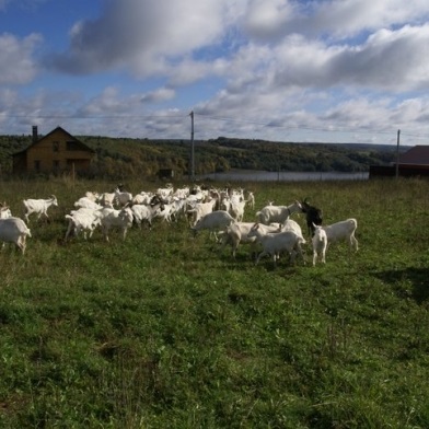 Agricultura țărănească a bovinelor uscate - fermierilor și fermierilor din magazinul online e-gourmet