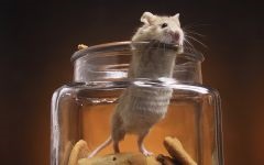 Sobolanii de șoareci, bolile tratate de șoareci de șobolan, labele traumatice, lacul umflat, podeaua celulară, coada a ieșit