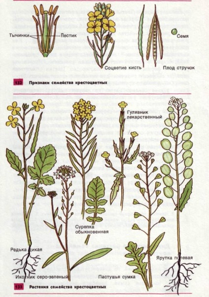 Lucrări de laborator privind biologia generală