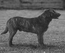 Labrador, (labrador) - câine de apă