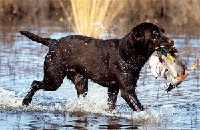 Labrador, (labrador) - câine de apă