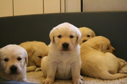 Labrador, (labrador) - câine de apă