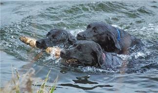 Labrador, (labrador) - câine de apă