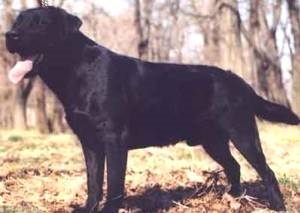 Labrador, (labrador) - câine de apă