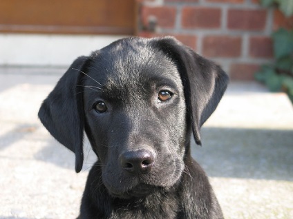 Labrador, (labrador) - câine de apă