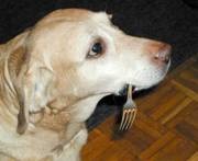 Labrador, (labrador) - câine de apă