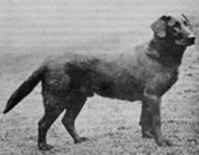 Labrador, (labrador) - câine de apă