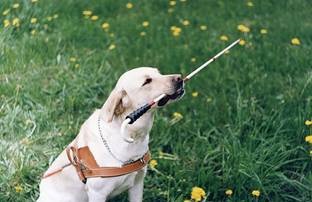 Labrador, (labrador) - câine de apă