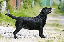 Labrador (câine) wikipedia