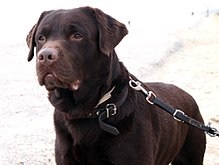 Labrador (câine) wikipedia
