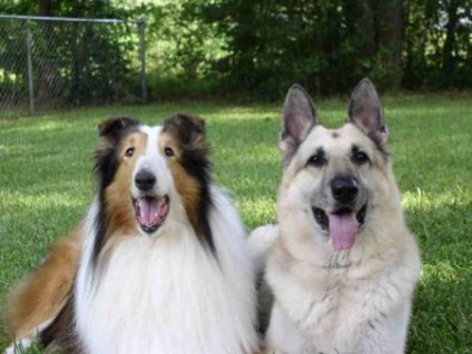 Lassie și Rin tin tin - câini legendari, celebri în Hollywood