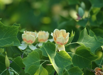 Lyriodendron lalea