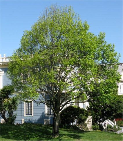 Lyriodendron lalea